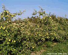 A row of orchard trees heavily laden with apples.